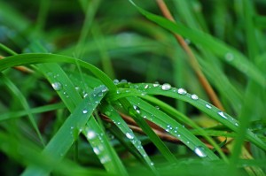 Green_Grass_With_Dew
